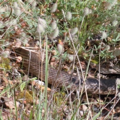 Pseudonaja textilis (Eastern Brown Snake) at O'Connor, ACT - 13 Nov 2020 by ConBoekel