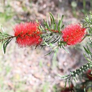 Melaleuca citrina at O'Connor, ACT - 14 Nov 2020