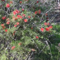 Melaleuca citrina at O'Connor, ACT - 14 Nov 2020