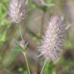 Trifolium arvense var. arvense (Haresfoot Clover) at O'Connor, ACT - 13 Nov 2020 by ConBoekel