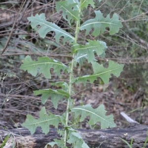 Lactuca serriola f. serriola at O'Connor, ACT - 14 Nov 2020