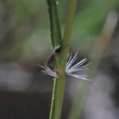 Rytidosperma sp. at O'Connor, ACT - 14 Nov 2020