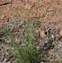 Rytidosperma sp. at O'Connor, ACT - 14 Nov 2020