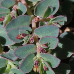 Euphorbia dallachyana at O'Connor, ACT - 14 Nov 2020