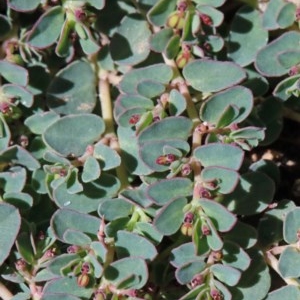 Euphorbia dallachyana at O'Connor, ACT - 14 Nov 2020