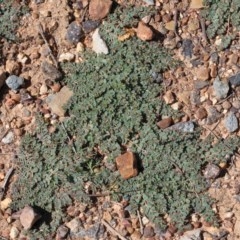 Euphorbia dallachyana at O'Connor, ACT - 14 Nov 2020