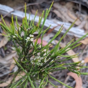 Choretrum pauciflorum at Currawang, NSW - suppressed