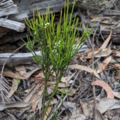 Choretrum pauciflorum at Currawang, NSW - 19 Nov 2020