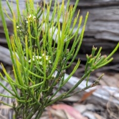 Choretrum pauciflorum at Currawang, NSW - 19 Nov 2020