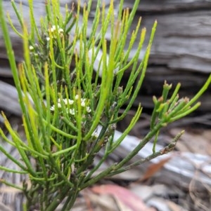 Choretrum pauciflorum at Currawang, NSW - suppressed