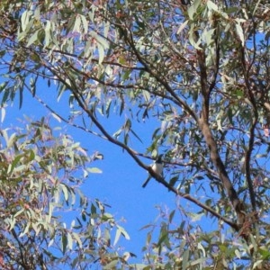 Myiagra rubecula at O'Connor, ACT - 14 Nov 2020