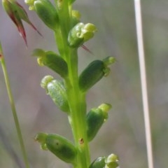 Microtis parviflora (Slender Onion Orchid) at O'Connor, ACT - 14 Nov 2020 by ConBoekel