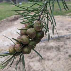 Persoonia linearis at Currawang, NSW - 16 Nov 2020