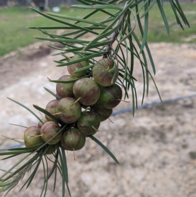 Persoonia linearis (Narrow-leaved Geebung) at Currawang, NSW - 16 Nov 2020 by camcols