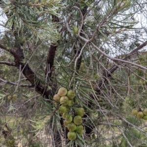 Persoonia linearis at Currawang, NSW - 16 Nov 2020