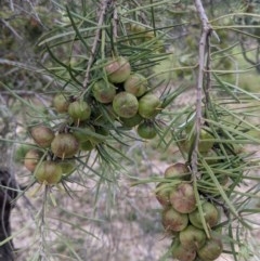 Persoonia linearis at Currawang, NSW - 16 Nov 2020