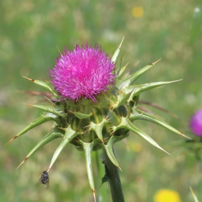 Silybum marianum (Variegated Thistle) at O'Connor, ACT - 14 Nov 2020 by ConBoekel