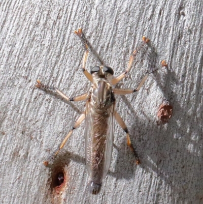 Zosteria sp. (genus) (Common brown robber fly) at O'Connor, ACT - 14 Nov 2020 by ConBoekel