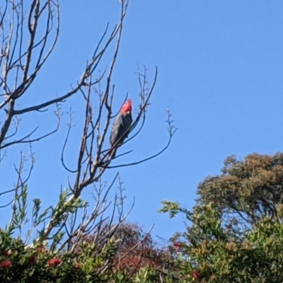 Callocephalon fimbriatum (Gang-gang Cockatoo) at Currawang, NSW - 14 Oct 2020 by camcols