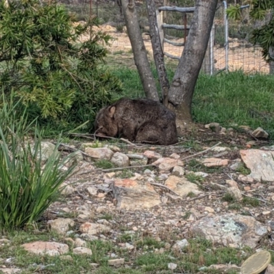 Vombatus ursinus (Bare-nosed Wombat) at Currawang, NSW - 6 Nov 2020 by camcols