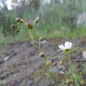 Drosera auriculata at Conder, ACT - 20 Oct 2020