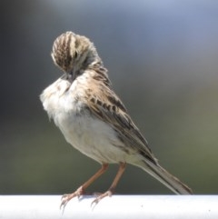 Anthus australis (Australian Pipit) at Canyonleigh - 19 Nov 2020 by GlossyGal