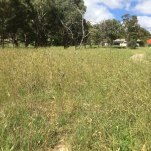 Themeda triandra at Belconnen, ACT - 18 Nov 2020