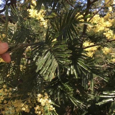 Acacia mearnsii (Black Wattle) at Tombong, NSW - 20 Nov 2020 by BlackFlat