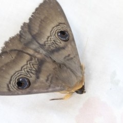 Dasypodia selenophora (Southern old lady moth) at Higgins, ACT - 19 Nov 2020 by AlisonMilton