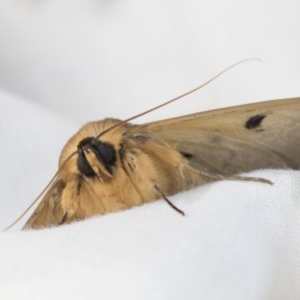 Dasypodia selenophora at Higgins, ACT - 20 Nov 2020