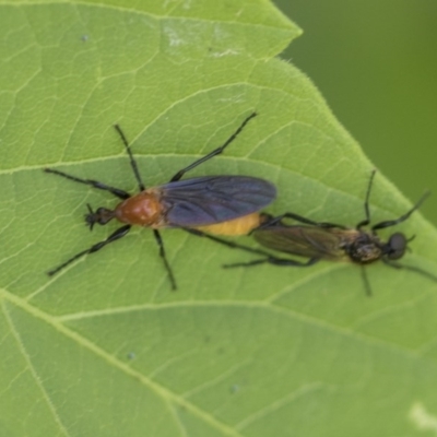 Bibio imitator (Garden maggot) at Higgins, ACT - 15 Nov 2020 by AlisonMilton