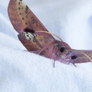 Oenochroma vinaria at Higgins, ACT - 15 Nov 2020