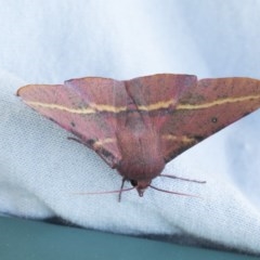 Oenochroma vinaria at Higgins, ACT - 15 Nov 2020 11:52 AM