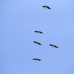 Threskiornis spinicollis (Straw-necked Ibis) at Primrose Valley, NSW - 19 Nov 2020 by AlisonMilton