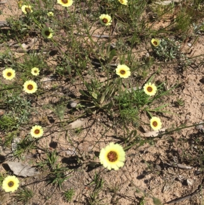 Tolpis barbata (Yellow Hawkweed) at Peak View, NSW - 17 Nov 2020 by Hank