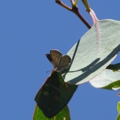 Acrodipsas myrmecophila (Small Ant-blue Butterfly) at Symonston, ACT - 20 Nov 2020 by Mike