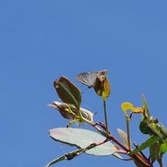 Acrodipsas myrmecophila at suppressed - suppressed