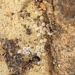 Acrodipsas myrmecophila at suppressed - suppressed