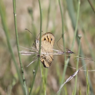 Heteronympha merope (Common Brown Butterfly) at Primrose Valley, NSW - 18 Nov 2020 by AlisonMilton