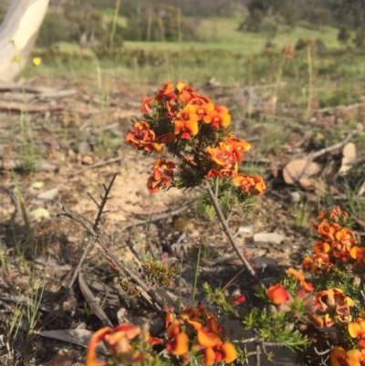 Dillwynia sp. at Peak View, NSW - 18 Nov 2020 by Hank