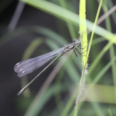 Austroargiolestes icteromelas (Common Flatwing) at Anembo, NSW - 19 Nov 2020 by AlisonMilton