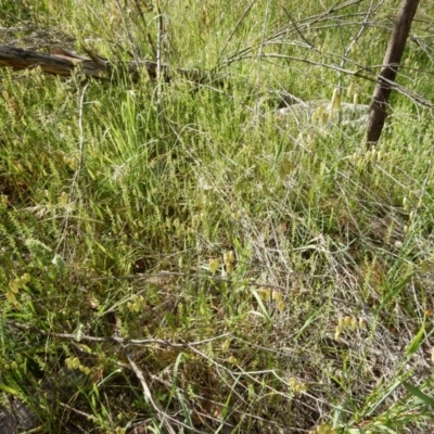 Microtis sp. (Onion Orchid) at Flynn, ACT - 20 Nov 2020 by Rosie