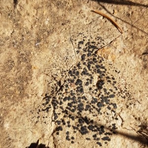 Lichen - crustose at Griffith, ACT - 20 Nov 2020