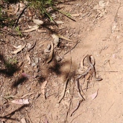 Anilios nigrescens (Blackish Blind Snake) at Downer, ACT - 19 Nov 2020 by Avery