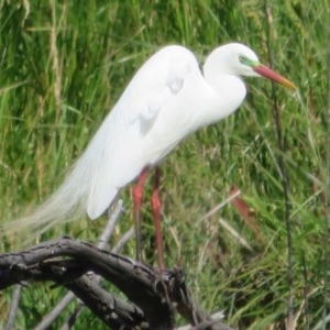 Ardea plumifera at Fyshwick, ACT - 20 Nov 2020