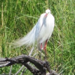 Ardea plumifera at Fyshwick, ACT - 20 Nov 2020