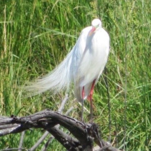 Ardea plumifera at Fyshwick, ACT - 20 Nov 2020