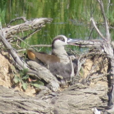 Malacorhynchus membranaceus (Pink-eared Duck) at Fyshwick, ACT - 19 Nov 2020 by Christine