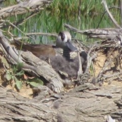 Malacorhynchus membranaceus at Fyshwick, ACT - 20 Nov 2020