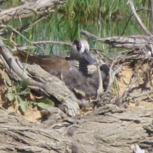 Malacorhynchus membranaceus at Fyshwick, ACT - 20 Nov 2020